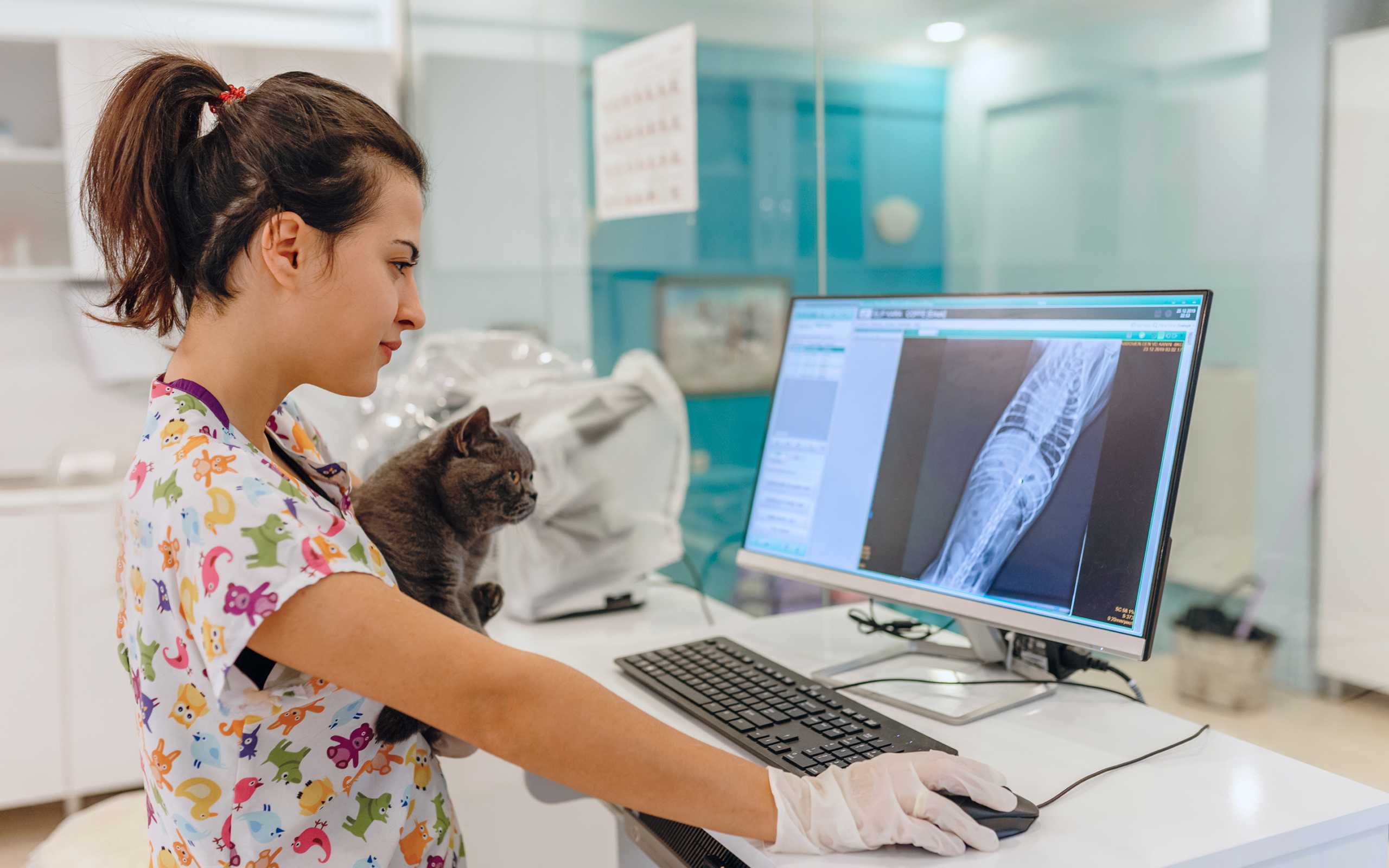 Eläinlääkäri pitää kissaa ja katsoo näyttöä, jossa on potilastietoja